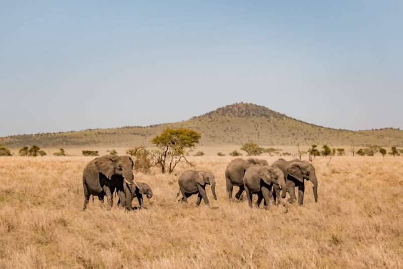 7 Days Perfect Safari