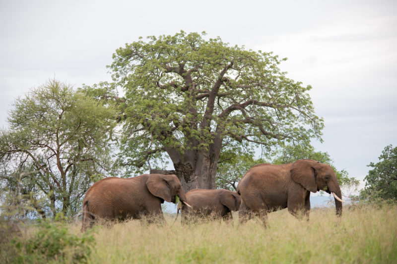 4 Days Tanzania Safari