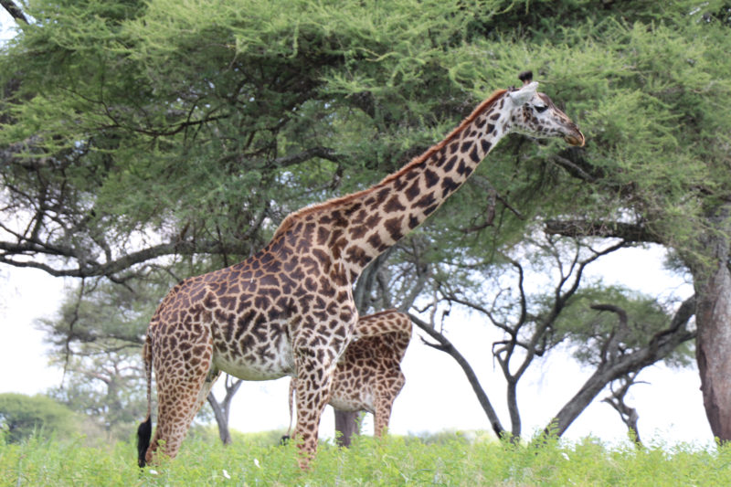 15 Days African Safari Holidays