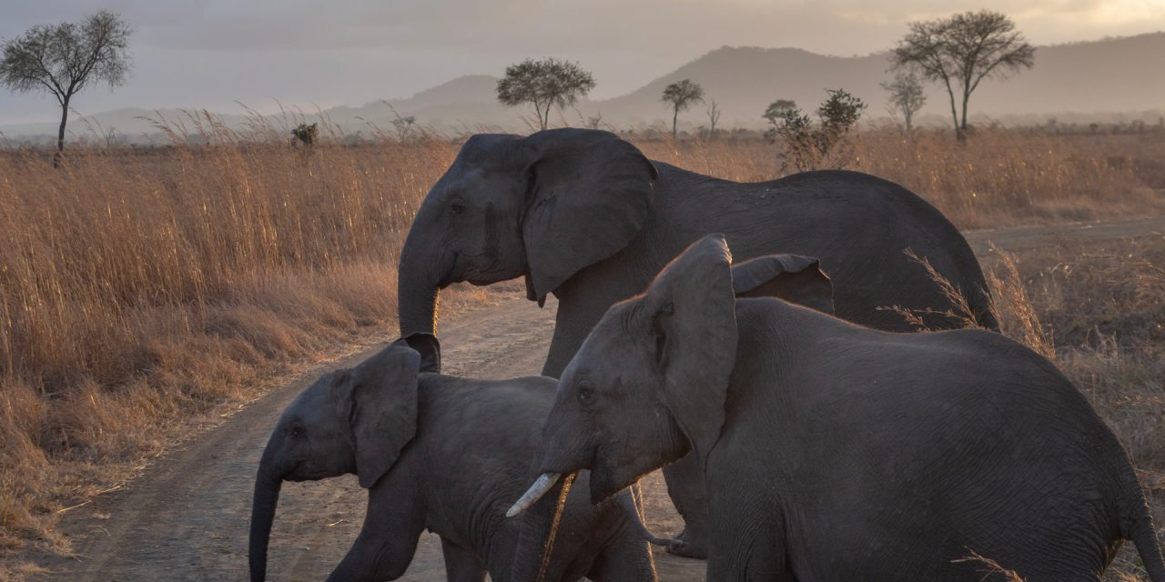 https://tanganyikatravels.com/wp-content/uploads/2021/08/Wildlife-Safari-in-Tanzania-1-1280x640.jpg