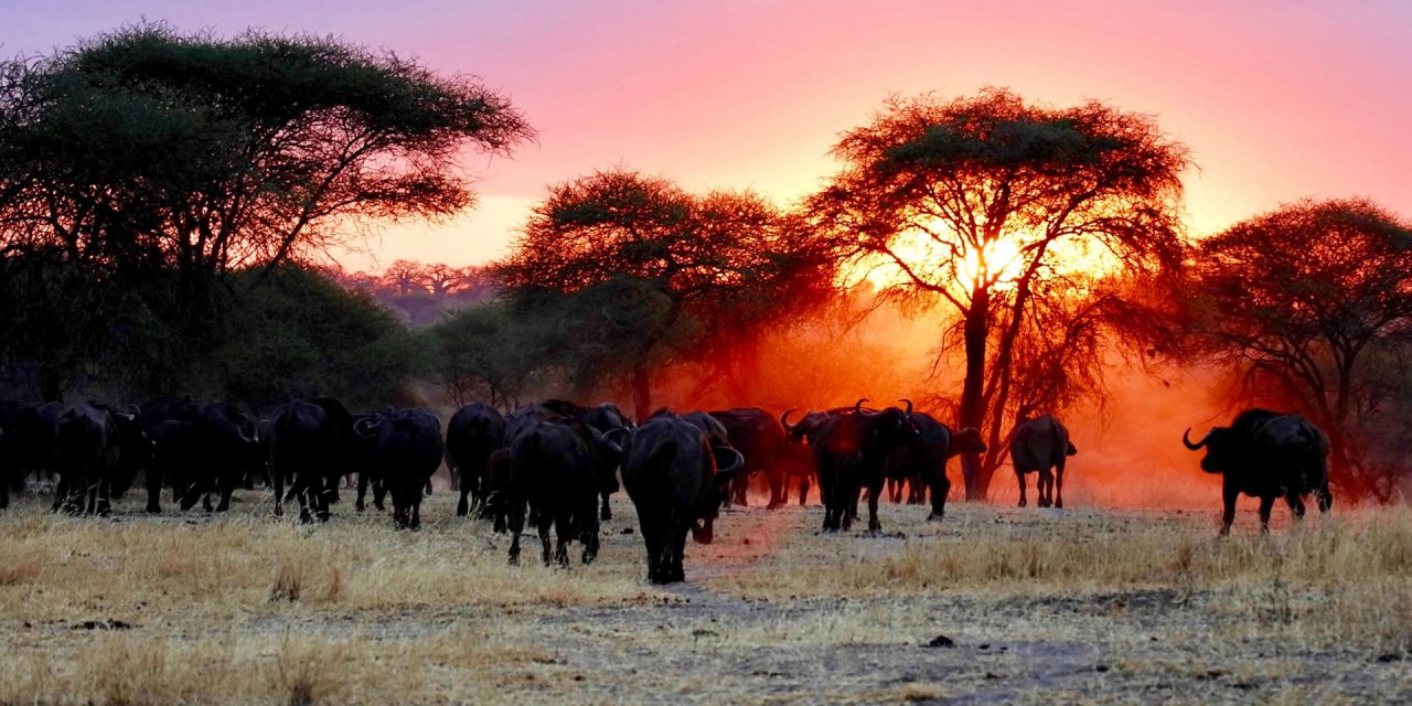 https://tanganyikatravels.com/wp-content/uploads/2021/08/Wildlife-Safari-in-Tanzania-11-1280x640.jpg