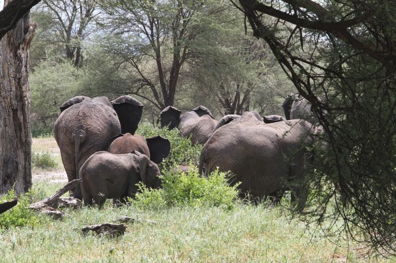 Tarangire National Park Day Trip