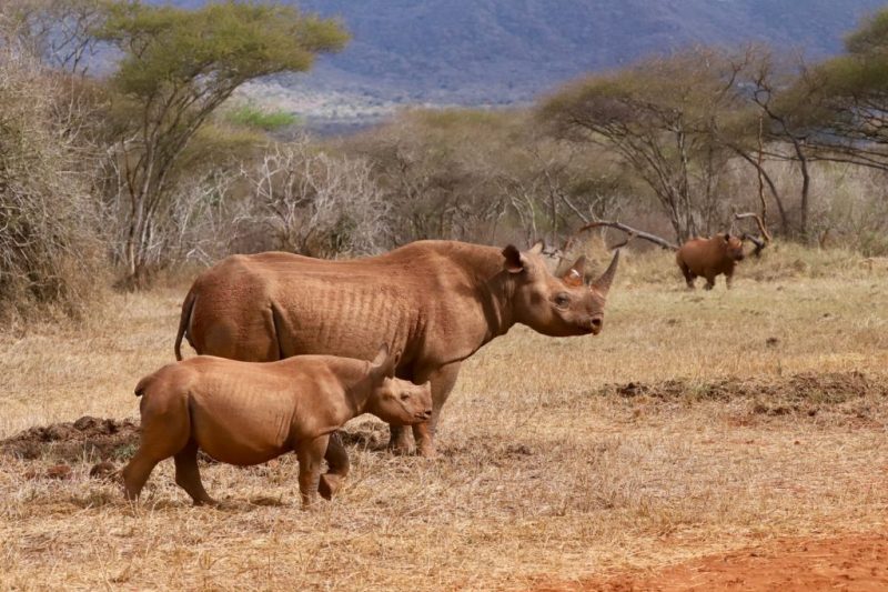 Day trip to Mkomazi National Park